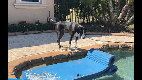 Friendly Great Dane Rescues Lounger Lizard From The Pool