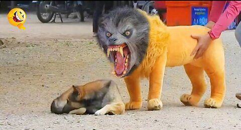 Troll Prank Dog Funny & fake Lion and Fake Tiger Prank To dog & Huge Box Prank to dog