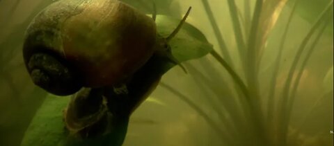 Giant snail uses "snorkel" to breathe underwater