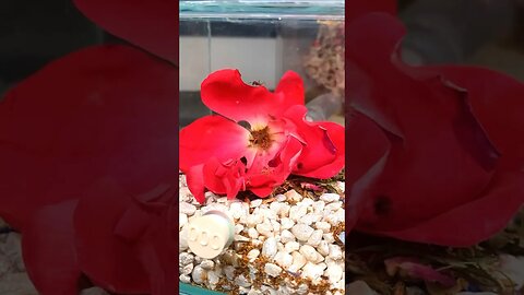 Ants Eat ENTIRE Rose Blossom!