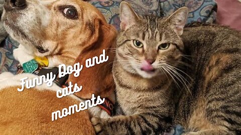 Funniest dog and cat moments🤣🤣