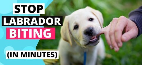 How to Train your Labrador Puppy to Stop Biting
