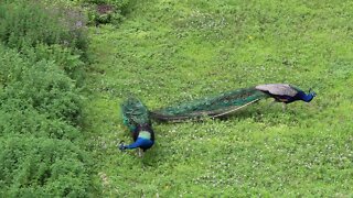 Stray Peacocks, Peacock Minute, peafowl.com