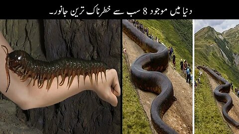 8 Most Dangerous Animals Of Amazon | دنیا کے سب سے خطرناک جانور | Haider Tv