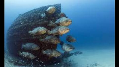 Dove the Wreck Corridor During Goliath Grouper Aggregation in West Palm Beach, Florida