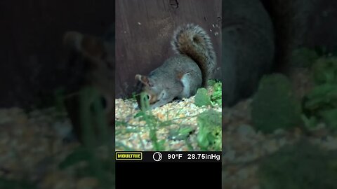 Squirrel🐿️ up close 👀and personal #cute #funny #animal #nature #wildlife #trailcam #farm #homestead