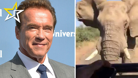 Arnold Schwarzenegger Is Run Down By Wild Elephant While On African Safari