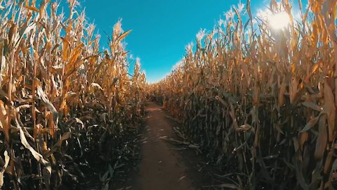 Fall is Coming | Corn Maze | #fall #corn #maze #gopro