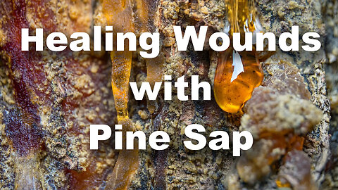 Using Pine Sap to heal wounds