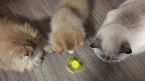 Cats learn how to play with fidget spinner