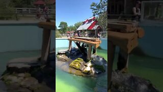 Sea Otters Waiting to get Fed