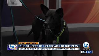 Dog dangers at the beach