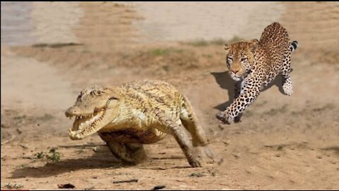 Most Brutal JAGUAR Attacks - Jaguar Vs Crocodile, Capybara, Anaconda Snake and other Animals