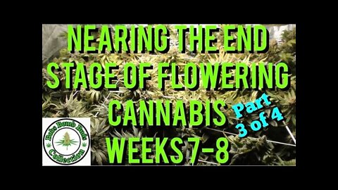 Cannabis, What To Do When Nearing The End Stage of Flower, Weeks 7-8 (Part 3 of 4)
