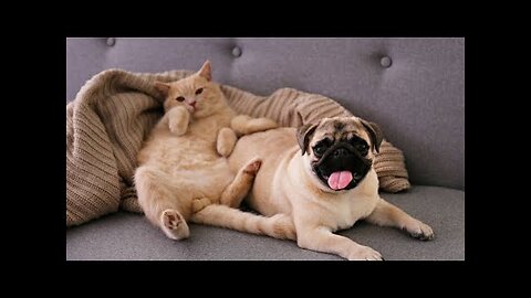 Funny Animal Videos Cute And Funny Cat And Dog