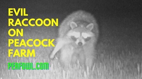 Evil Raccoon On Peacock Farm, Peacock Minute, peafowl.com