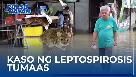 Kaso ng leptospirosis tumaas ng 59% kumpara noong nakaraang taon