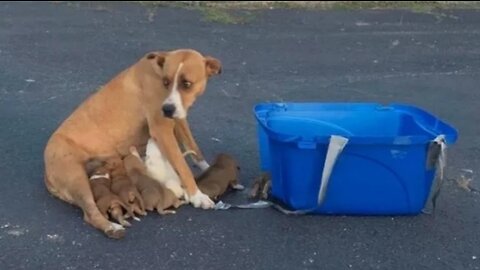 They were brought and left in the parking lot as an unnecessary thing