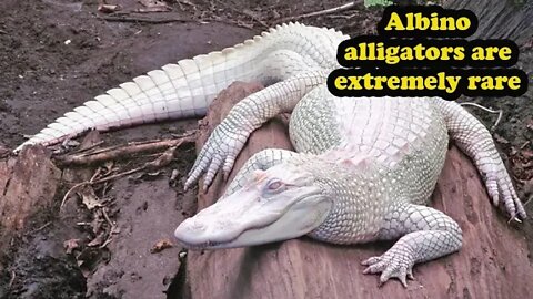 albino alligators are extremely rare famous albino alligator is named pearl