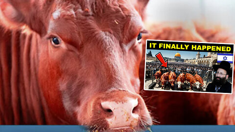 Red Heifer | Has the Red Arrived In Israel? - Will the Construction of the