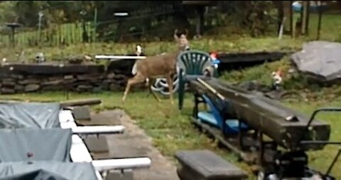Young Buck walking around the pool on a Rainy Day a Short Video