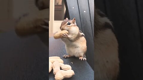 Cute Reaction of Squirrel #shortsvideo #ytshorts #shorts #squirrels #animals