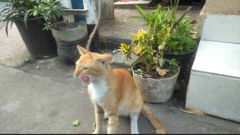 ORANGE CAT PLAYING WITH GRASS ROOTS,