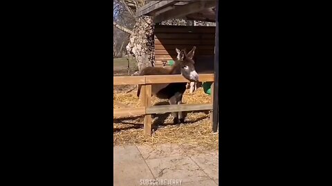 Funny Donkey video and laughing meme 2023 _donkey _memes _shorts