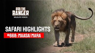 Safari Highlights #668: 01 & 02 March 2022 | Maasai Mara/Zebra Plains | Latest Wildlife Sightings