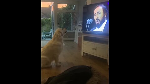 Dog singing opera