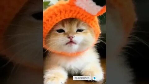 cute cat videos 😹 funny videos 😂 977 😻#shorts #shortsfunny #cutecat #catvideos #cats #catscare #cat