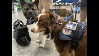 Local crisis response canines headed to Texas