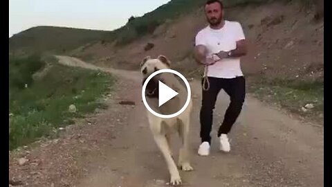 Giant Anatolian Shepherd Dog