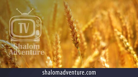 Shavuot: Law vs Grace or Law and Grace United