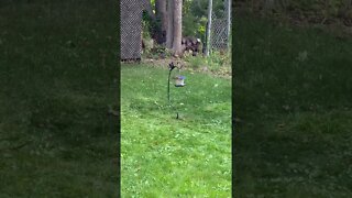 Watching a squirrel fall off my bird feeder