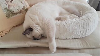 15 Cat Sleeping Positions