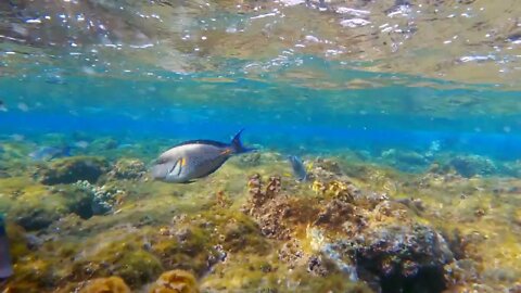 Close-up view of seagrass and marine fish underwater in Red Sea. Beautiful natural view of coral ree