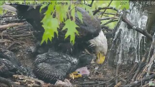 Hays Eaglet H15 maneuvers under Mom steal 2021 04 29 10:45AM