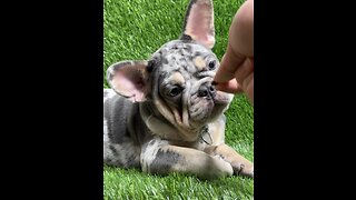 Beautiful Lilac and tan Merle French bulldog