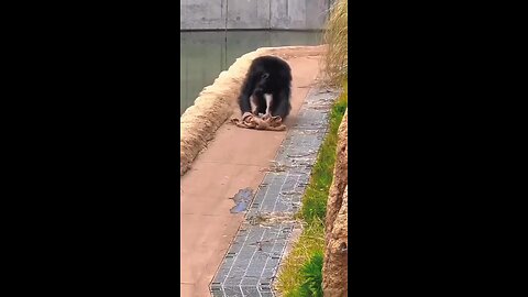 funny video Just get high chimpanzee funny moments