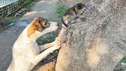 Poor kitten climbed up the tree due to fear of this big dog!
