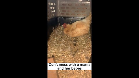Don’t Mess with Mama Hen