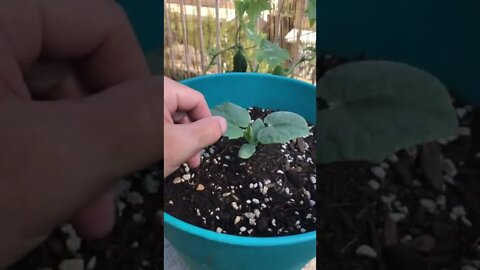 Cucumber Plant Advice + Comparison