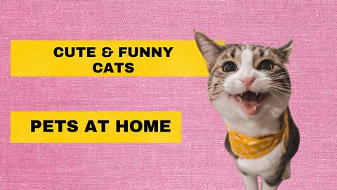 Kungfu Cat | Cute And Funny Cats | Pets At Home