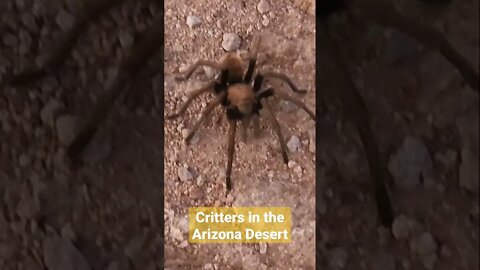 DANGEROUS! Critters in the ☀️🌵 Arizona Desert
