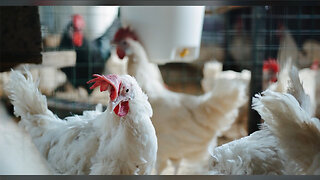 W.H.O. raises concerns over ongoing bird flu outbreaks