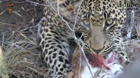 N'weti Male Leopard With A Nyala Meal