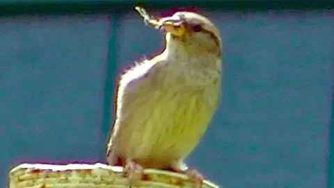 IECV NV #315 - 🐤Female House Sparrow On The Lookout 5-18-2017