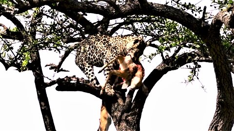 Incredible footage of leopard caching his dinner from other predators