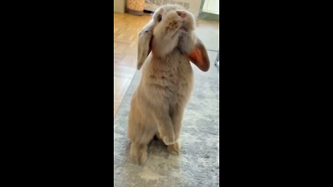 Cute Funny Rabbit, Funny animal Video